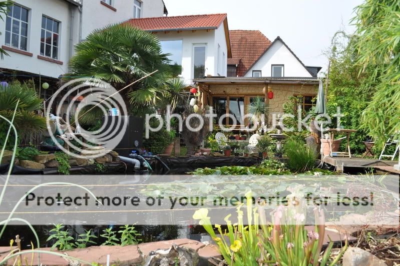 Ein paar Aktuelle Gartenbilder - Gartengestaltung - Exotenfans Forum